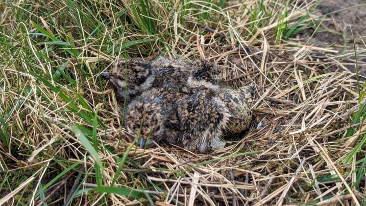 3 lapwing chicks and 1 unhatched egg on a nest at WWT Martin Mere